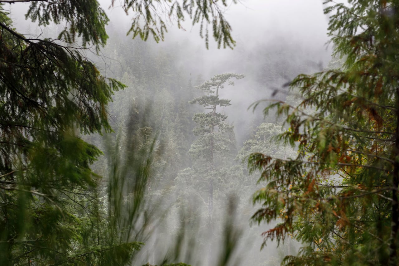 Trees on a foggy day.