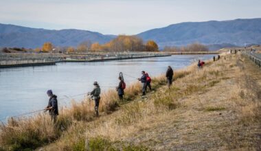 Salmon escapees not free long