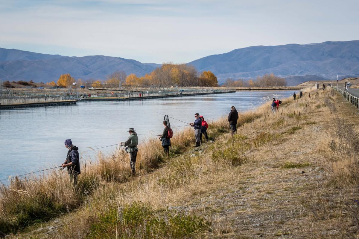 Salmon escapees not free long