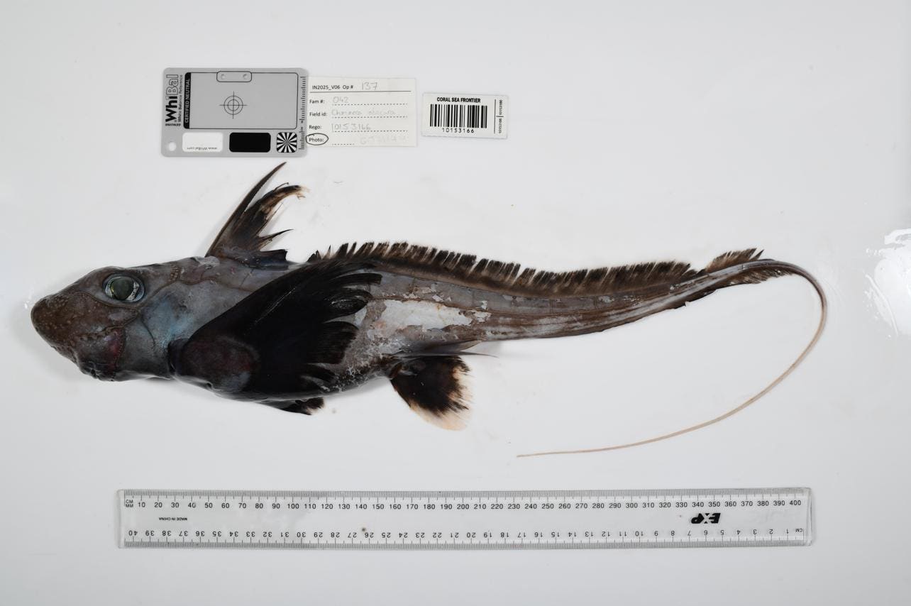 Scientists Discover Over 1,000 New Ocean Species In Landmark Deep Sea Exploration
