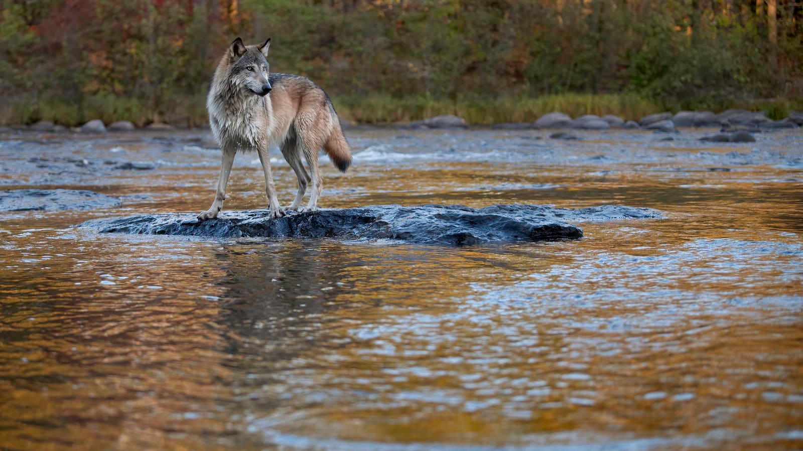 How Wolves Completely Changed Yellowstone Rivers—A Biologist Explains