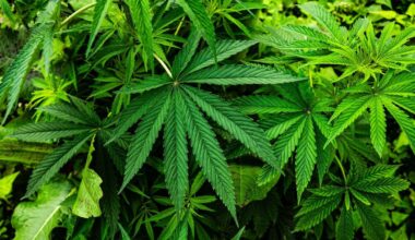 Tackling Plastic Pollution With A Hemp-Based Alternative