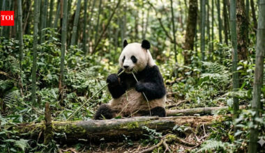 Top 7 countries with the largest panda population in the world: From China to Thailand