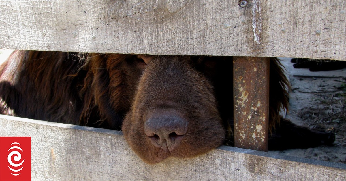 Brethren church reminds members to give up pets after dog attack