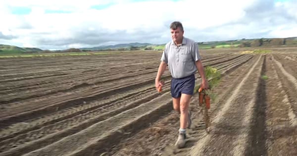 Hawke’s Bay growers explore options to save McCain processing plant