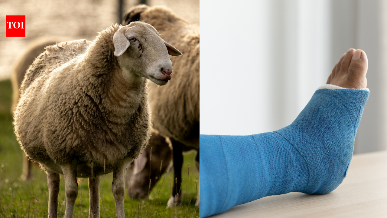Scientists turn sheep wool into a bone-healing material in a major medical breakthrough |