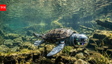 15-year-old Canadian boy built a robotic turtle that can detect underwater environmental threats with 96% accuracy |