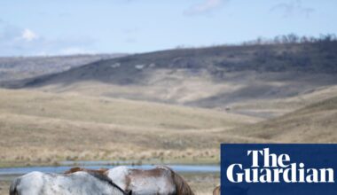 Feral horse numbers surge in Kosciuszko national park after pause in aerial culling, survey shows | New South Wales