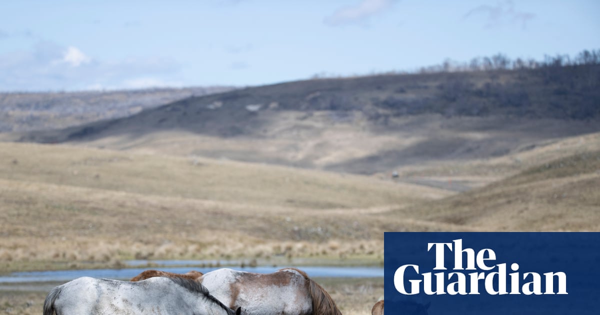 Feral horse numbers surge in Kosciuszko national park after pause in aerial culling, survey shows | New South Wales