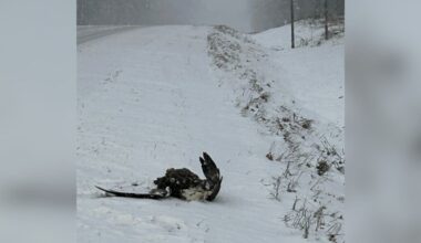 Majestic Bird 'Left For Dead' On Roadside Opens His Eyes — And Sees His Hero