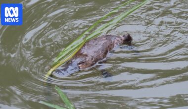 Platypus population in Australia's oldest national park increases to at least 20