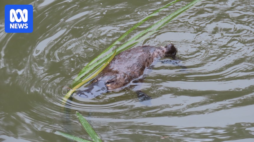 Platypus population in Australia's oldest national park increases to at least 20