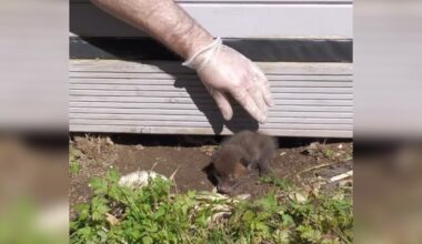 Rescuers Pull Two Tiny Babies From Under Shed — Then Discover What’s Hidden Beneath Them