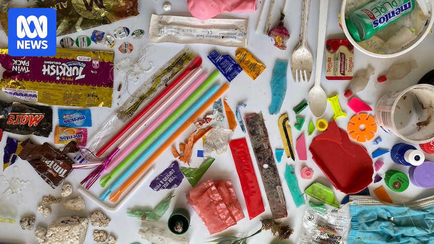 Sydney Harbour rubbish loads rise during Vivid, Seabin claims