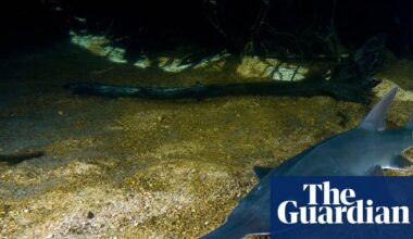 Endangered sawfish at risk from plan to double water extraction from WA’s Fitzroy River, advocates say | Environment