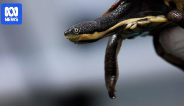 Endangered Manning River turtle numbers holding steady, a year after record-breaking floods