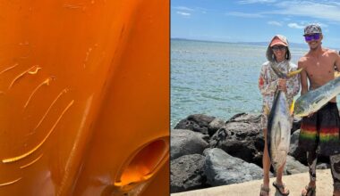 ‘He wouldn’t let go’: Couple fends off tiger shark in frightening encounter while kayaking