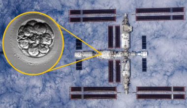 China launches 'human artificial embryos' to space in bid to see whether reproduction is possible off-world