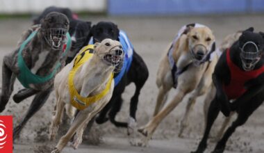 When dogs fly: Re-homed greyhounds could be flown to Australia