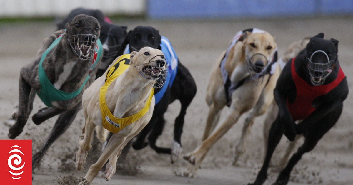 When dogs fly: Re-homed greyhounds could be flown to Australia