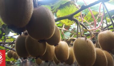 Kiwifruit boss fined $40,000 for exploiting migrant workers