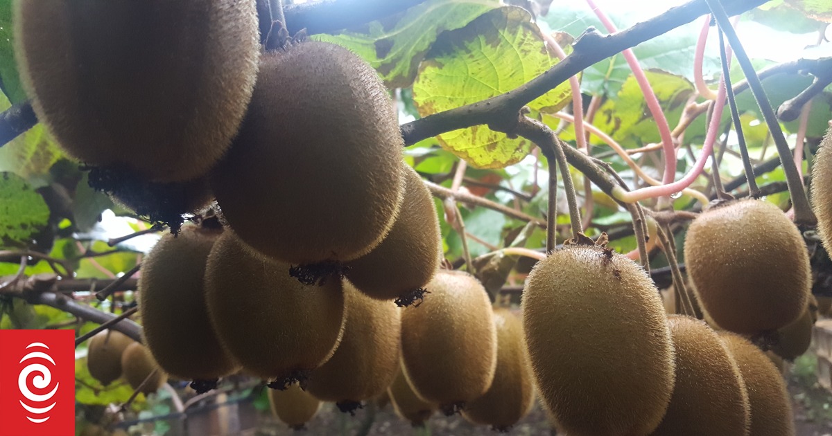 Kiwifruit boss fined $40,000 for exploiting migrant workers