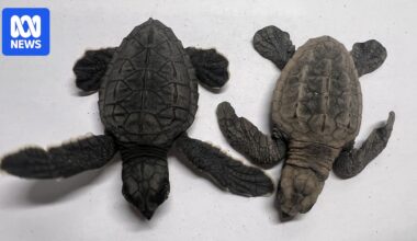 Rare sea turtle hybrid hatches at Queensland's largest mainland turtle nesting site