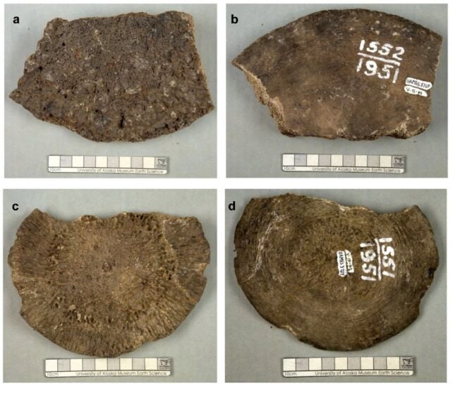collage of four specimen photographs, showing two sides of two different specimens of large mammal backbones
