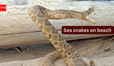 10 unique sea snakes and places they can be found on beach by travellers