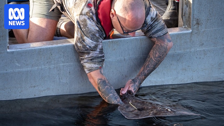 Maugean skates released back into Macquarie Harbour after two years in captivity