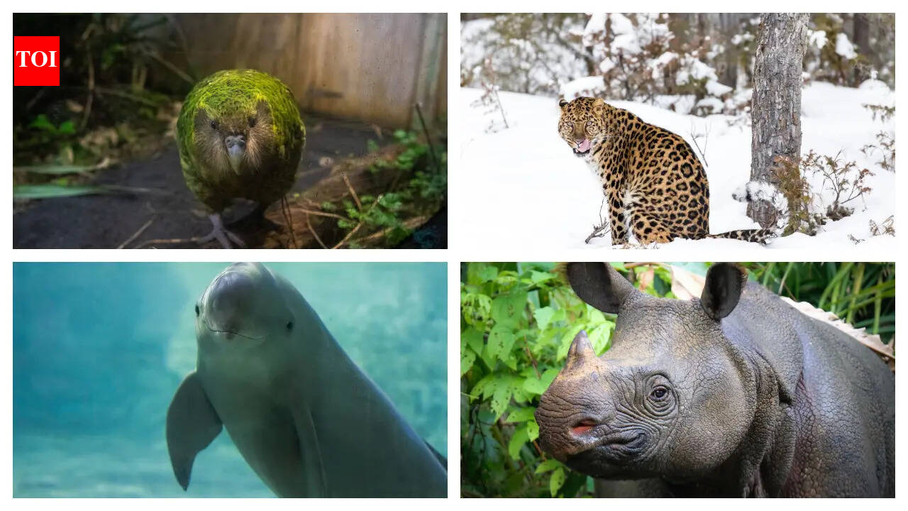 These animals have fewer than 100 left on earth—and their stories are heartbreaking