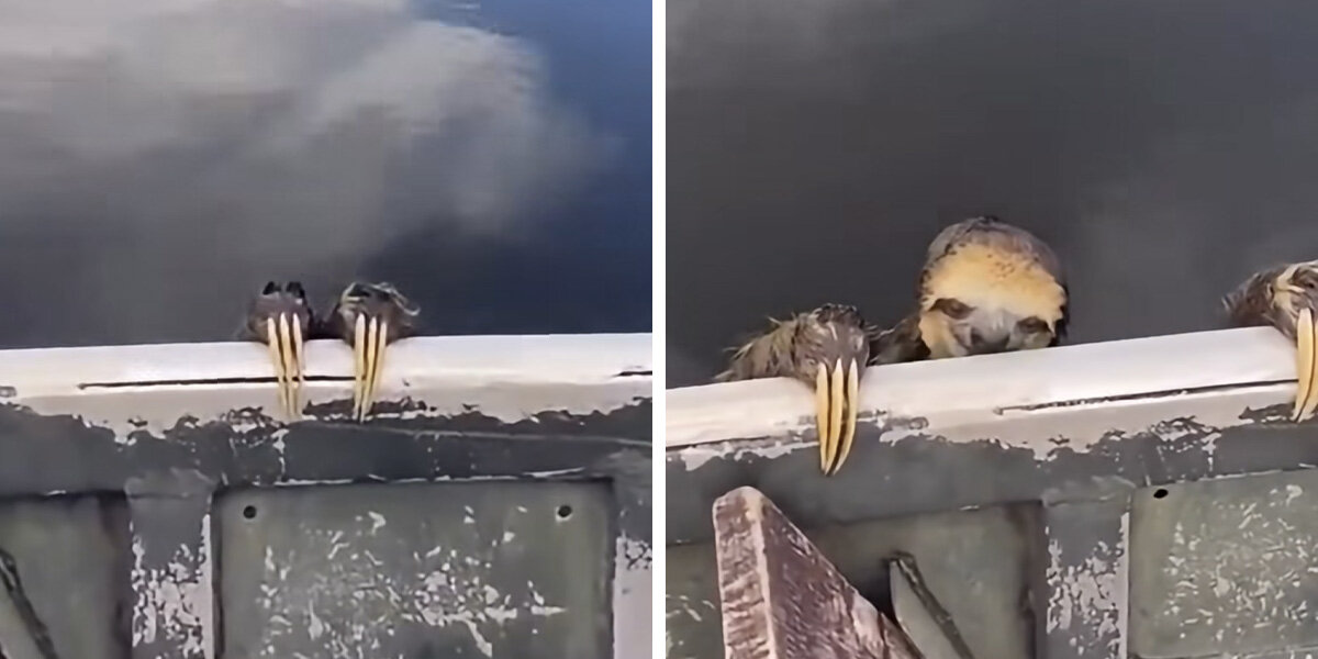 Tour Guide Sees Splashing In The Water — Then Long Claws Hook Onto His Boat