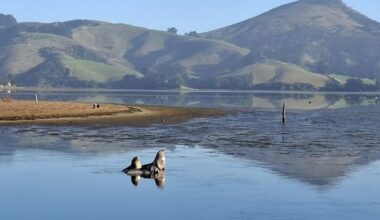 New Zealand sea lion pup hit and killed by vehicle
