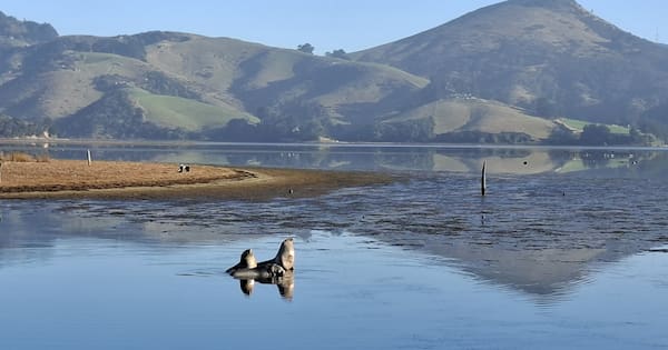 New Zealand sea lion pup hit and killed by vehicle