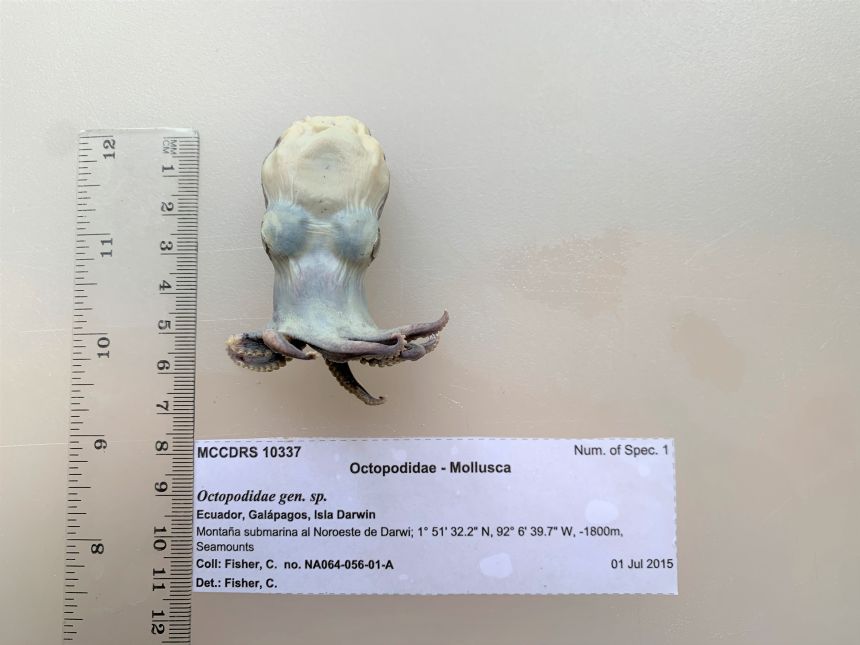Using a CT scanner, researchers were able to create a 3D model of a newly discovered species of octopus.