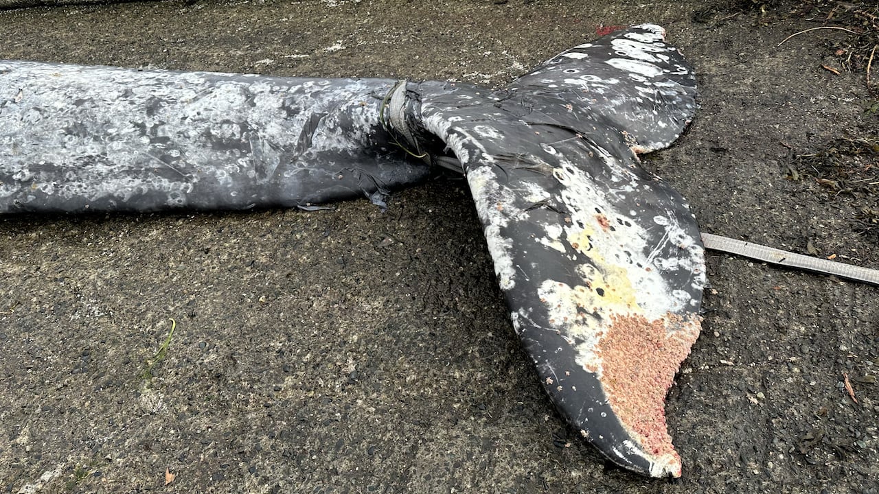 Dead whale