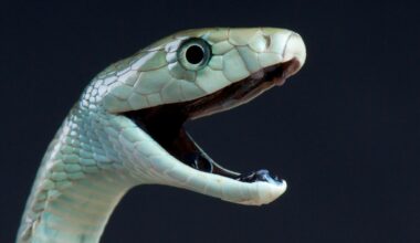 Meet The Snake That Can Kill You In Under An Hour — A Herpetologist Explains