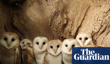 ‘Nature’s soap opera’: how a wildlife artist’s nestboxes became a YouTube hit | Wildlife
