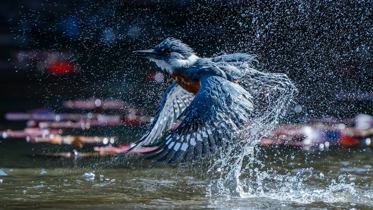 Photographer freezes explosive kingfisher moment at 1/3200 sec to scoop major bird photography award