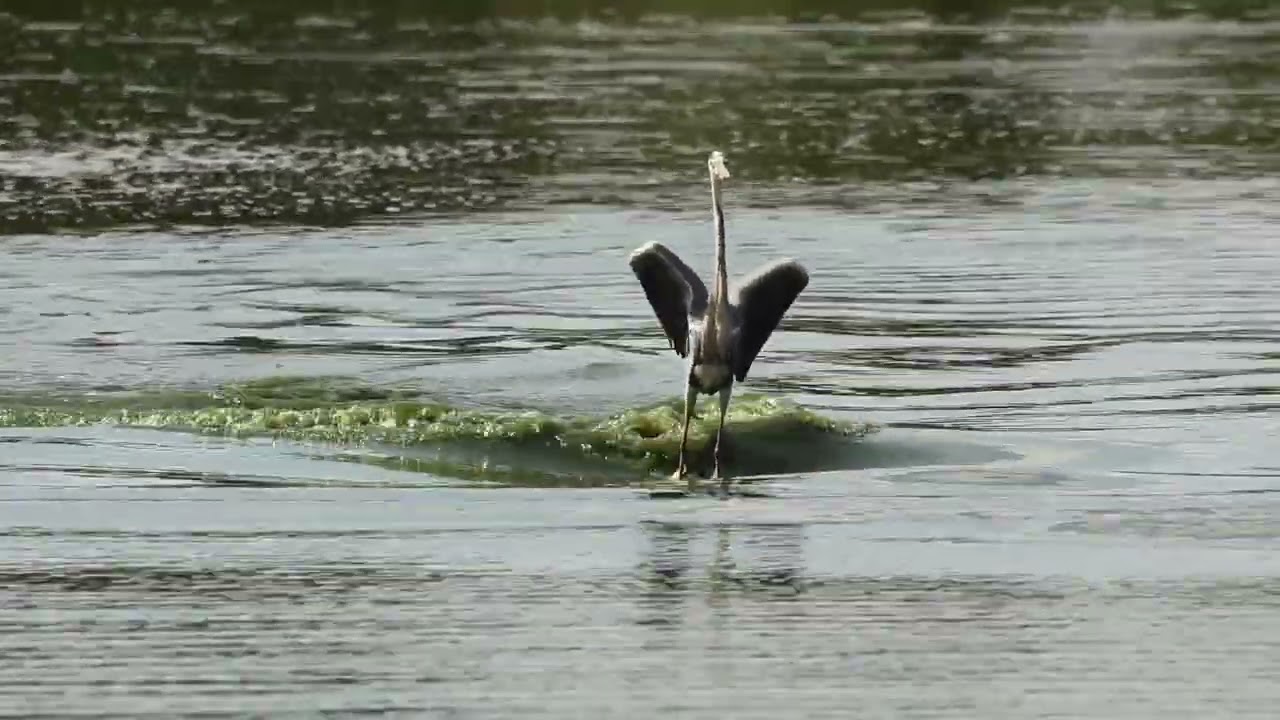 Tatjana Epp Surfing heron - YouTube