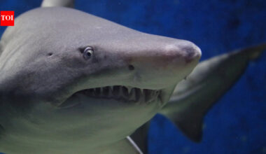 5 animals more dangerous to humans than sharks (and some will surprise you)