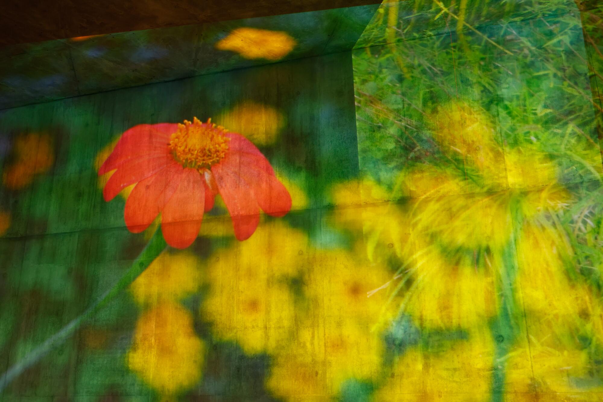 A video projection of orange and yellow flowers.