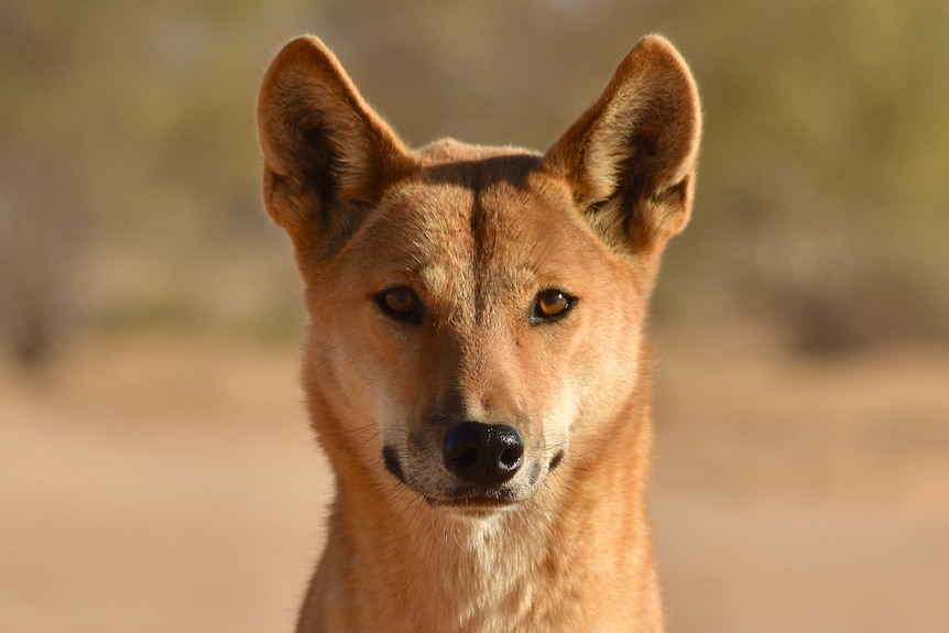 A close-up of a dingo looking into the camera.