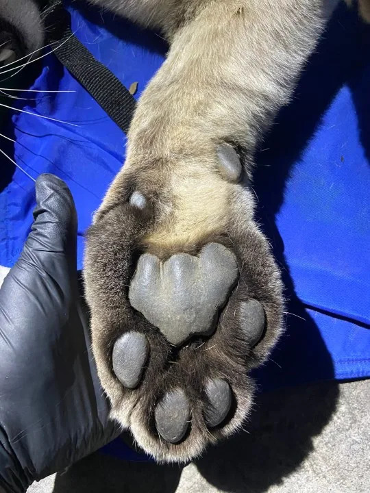 A mountain lion was tranquilized after it was found in a busy area of Escondido, Calif. on May 4, 2026. (CDFW)