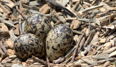 While their total lifespans are unknown, researchers theorize duck-bill dinosaurs likely grew extremely fast.