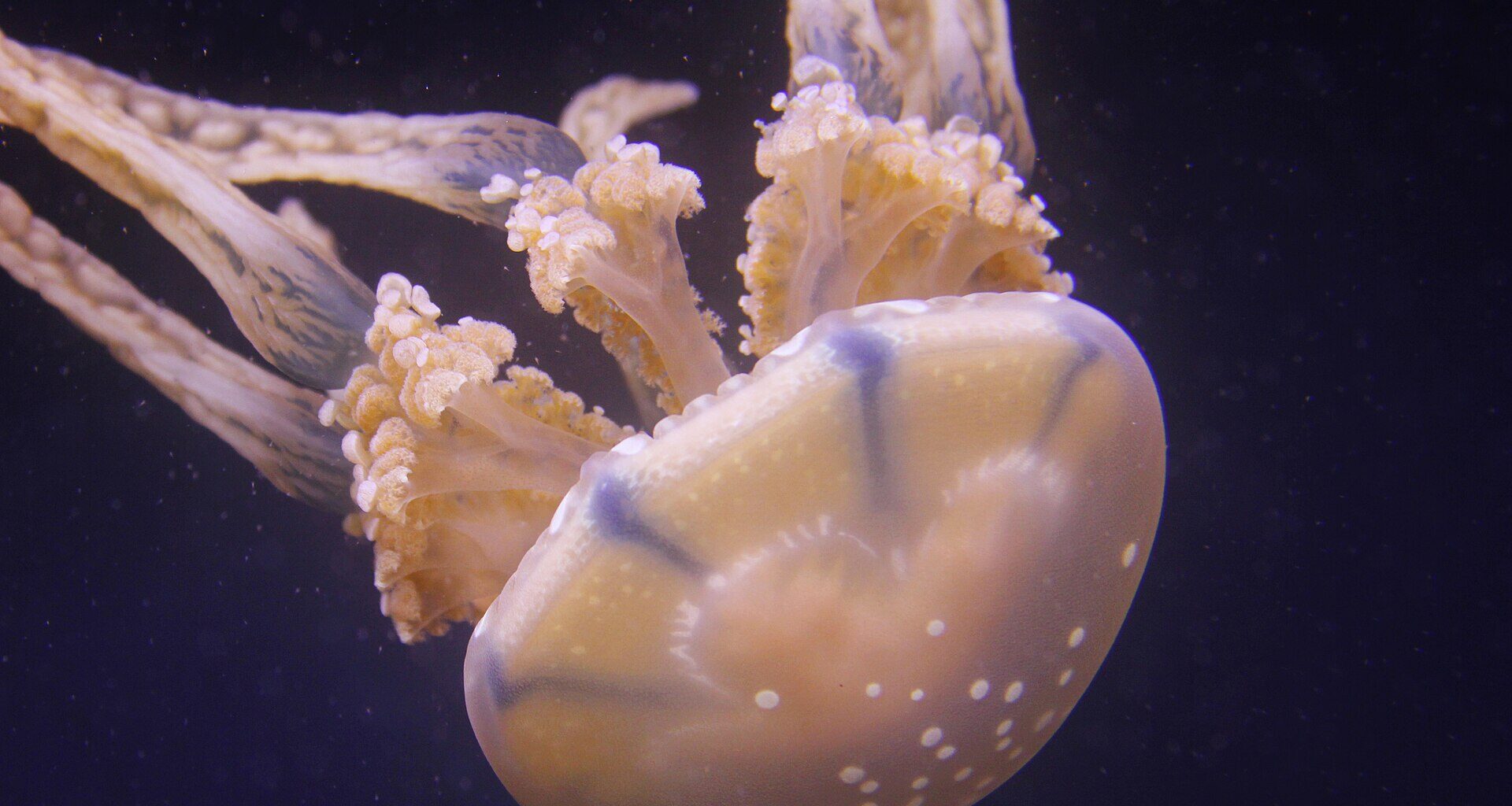 New species of deadly box jellyfish discovered in Singapore waters