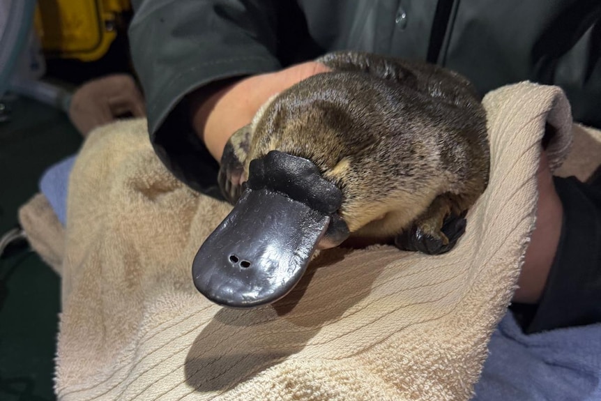 A platypus held in a towel