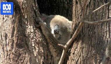 Koalas at risk of death once seven-day temperatures rise beyond 27C