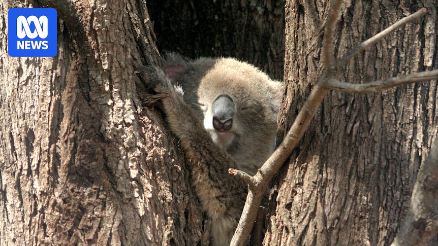 Koalas at risk of death once seven-day temperatures rise beyond 27C