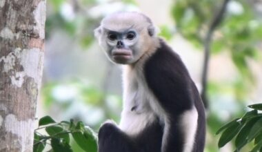 Endangered monkey bouncing back in Vietnam